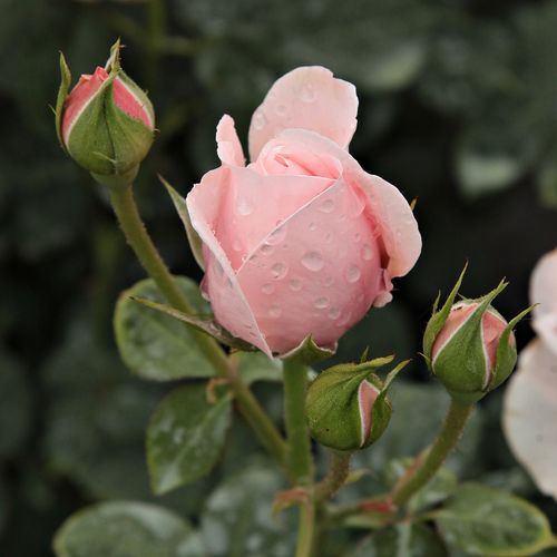 Rosa Deléri - roz - Trandafir copac cu trunchi înalt - cu flori tip trandafiri englezești - coroană curgătoare